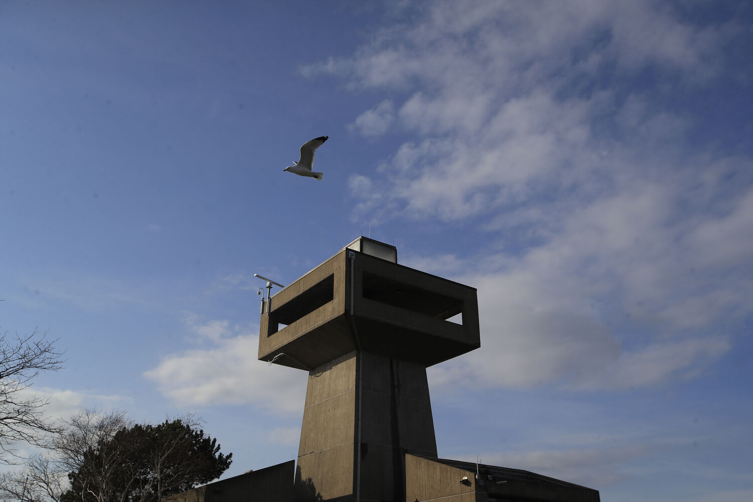 Gull view
